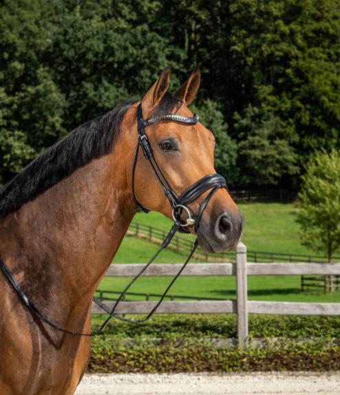 Bridon Dy’on Dressage combiné