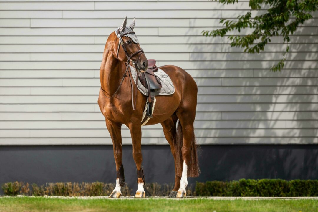 Tapis de Jumping Corduroy Dy'on